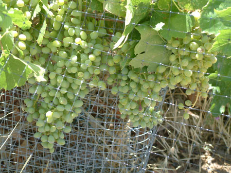 Grape Arbor